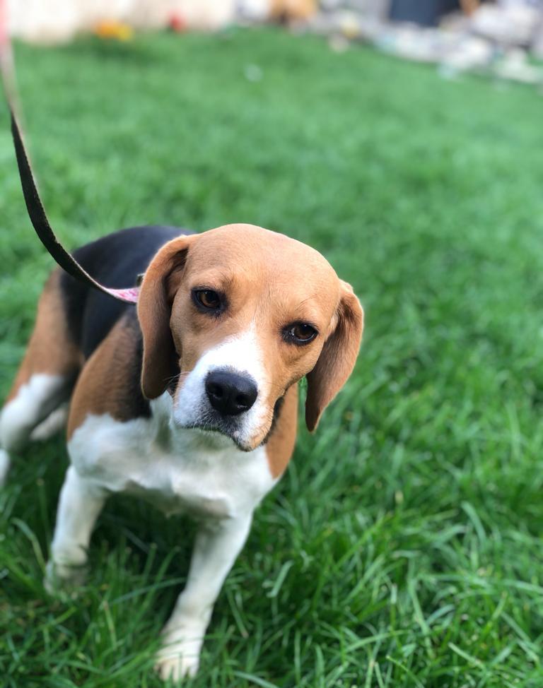 Beagle