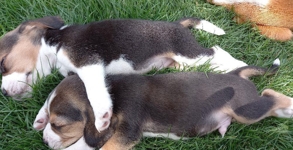 Beagle