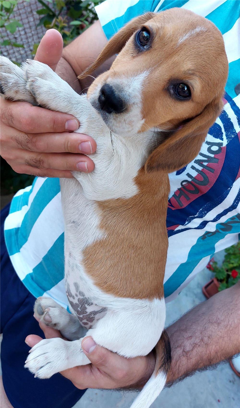 Beagle adorabila