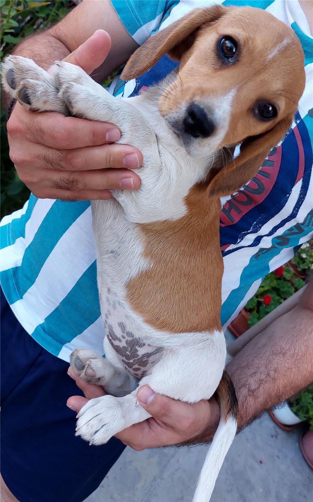 Beagle adorabila