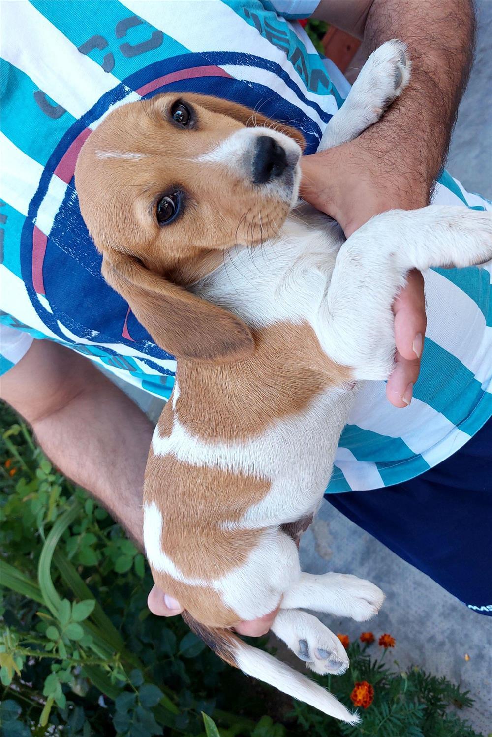 Beagle adorabila