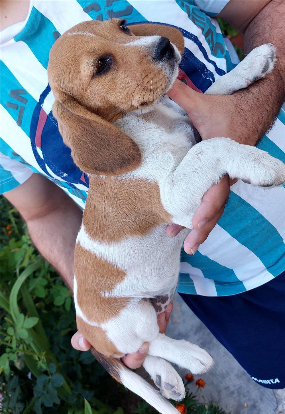 Beagle adorabila