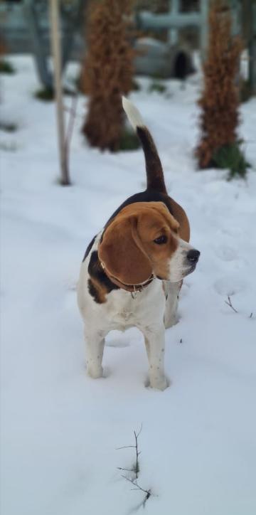 Beagle, baiat 3 ani pentru monta