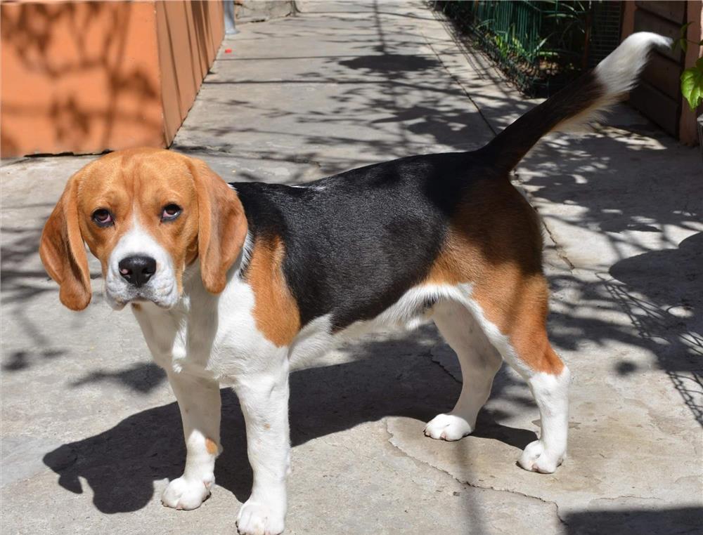Beagle, baiat 3 ani pentru monta