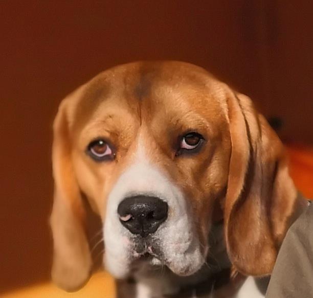 Beagle, baiat 3 ani pentru monta