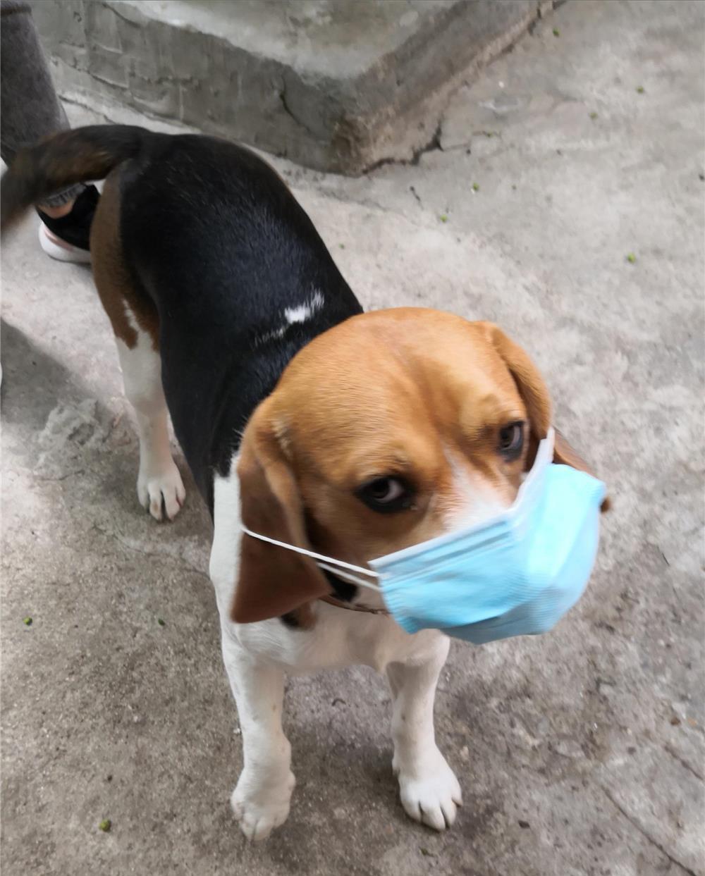 Beagle, baiat 3 ani pentru monta