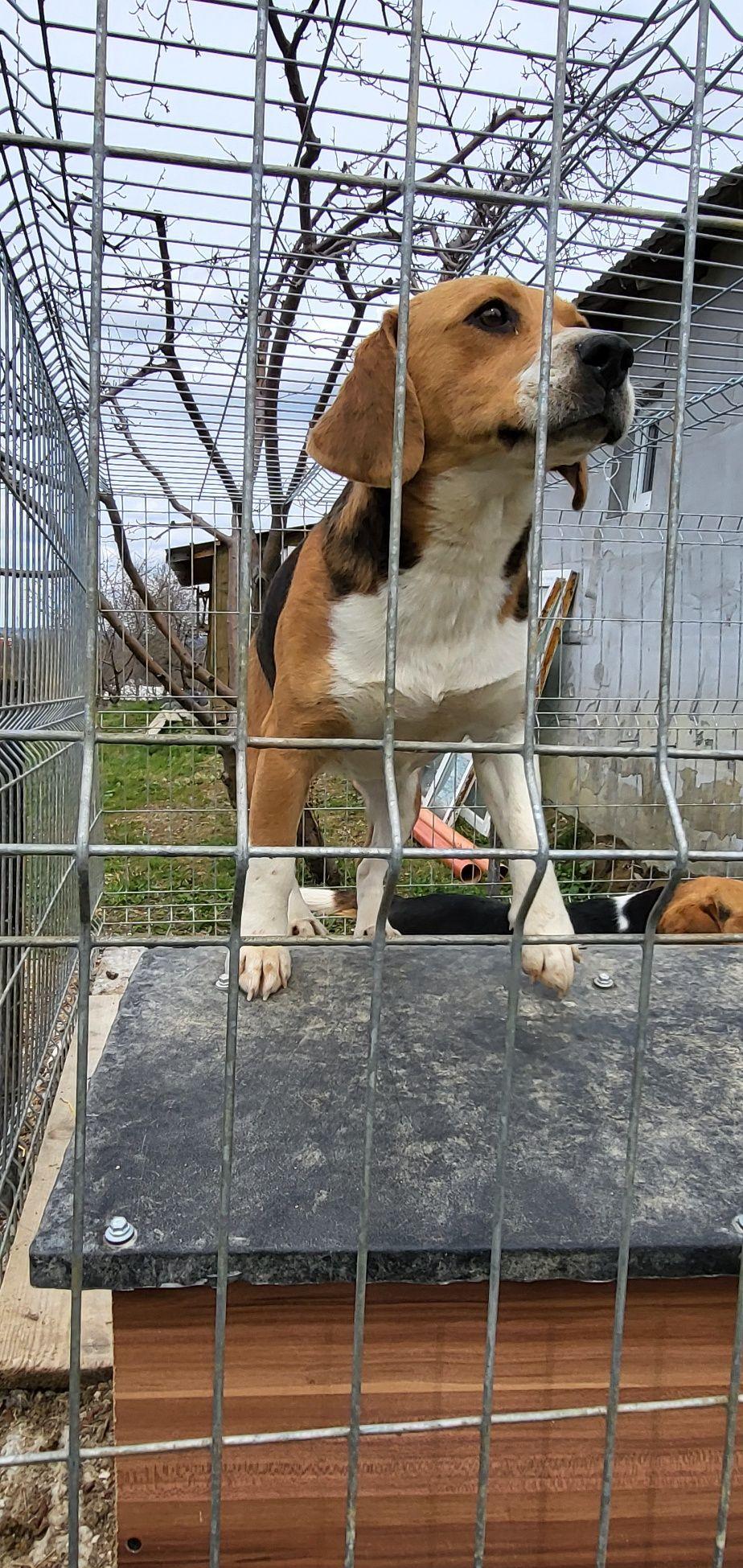 Beagle cățelușa vârstă 1 an jumate