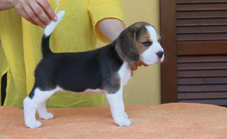 Beagle de elita - Factura Fiscala, Garantie, Transport la nivel national