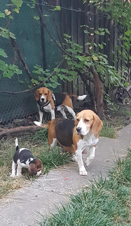 Beagle extrem de draguti si jucausi!!!