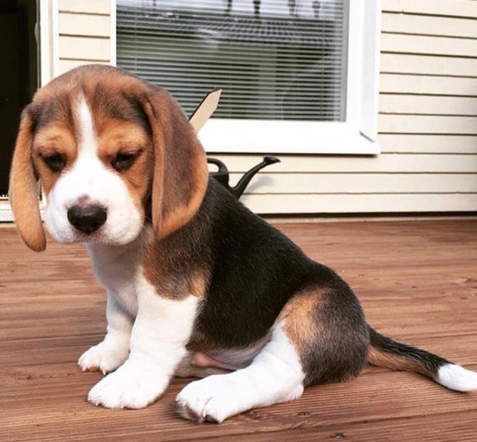 Beagle, par scurt, tricolori, 2 luni, parinti cu pdigree tip A