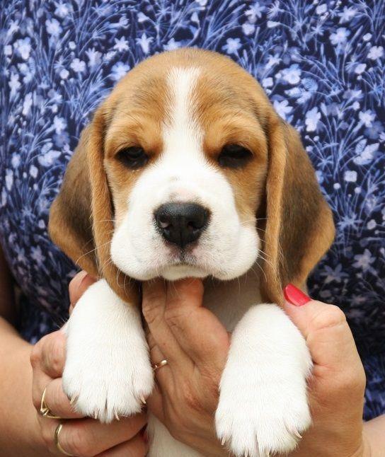 Beagle, par scurt, tricolori, 2 luni, parinti cu pdigree tip A