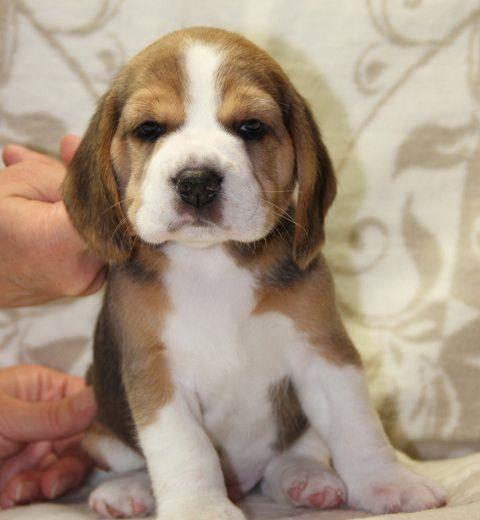 Beagle, par scurt, tricolori, 2 luni, parinti cu pdigree tip A