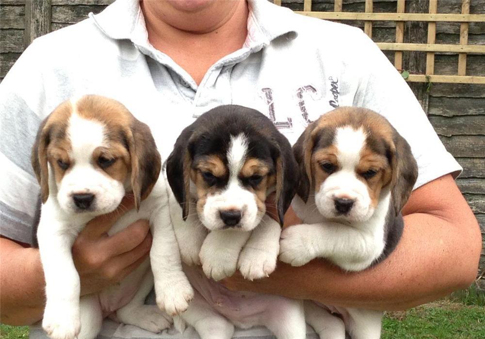 Beagle, par scurt, tricolori, 2 luni, parinti cu pdigree tip A