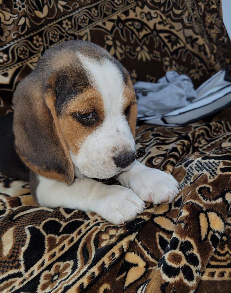 BEAGLE  TRICOLOR 7 SAPTAMANI