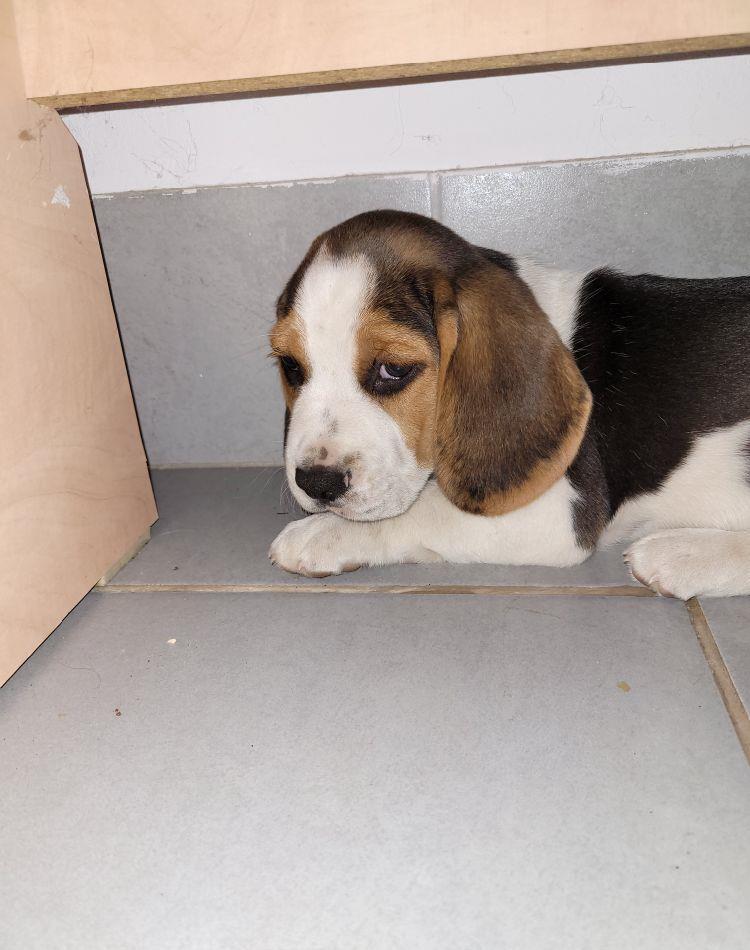 BEAGLE  TRICOLOR 7 SAPTAMANI