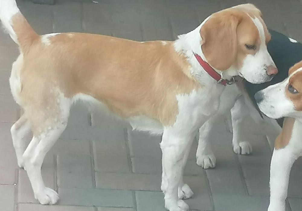 BEAGLE  TRICOLOR 7 SAPTAMANI