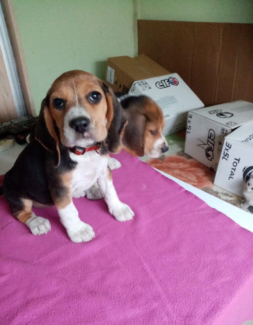 Beagle/Bigal