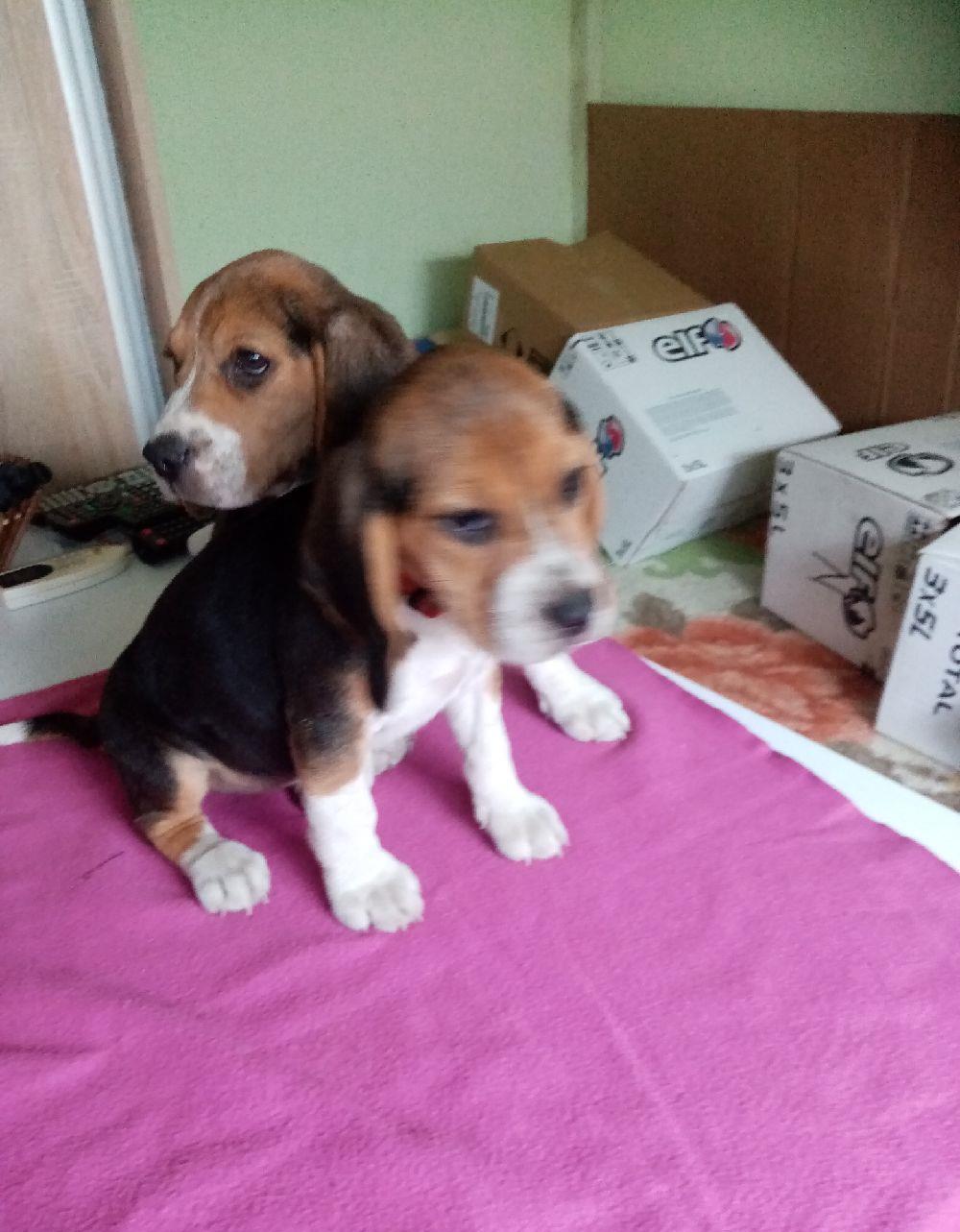 Beagle/Bigal