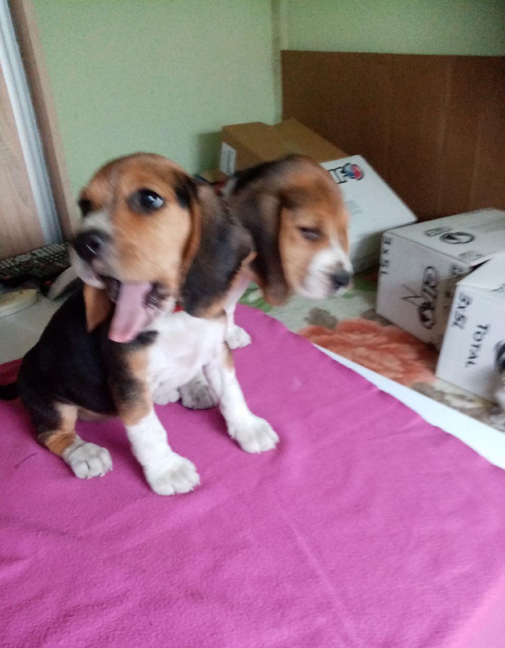 Beagle/Bigal
