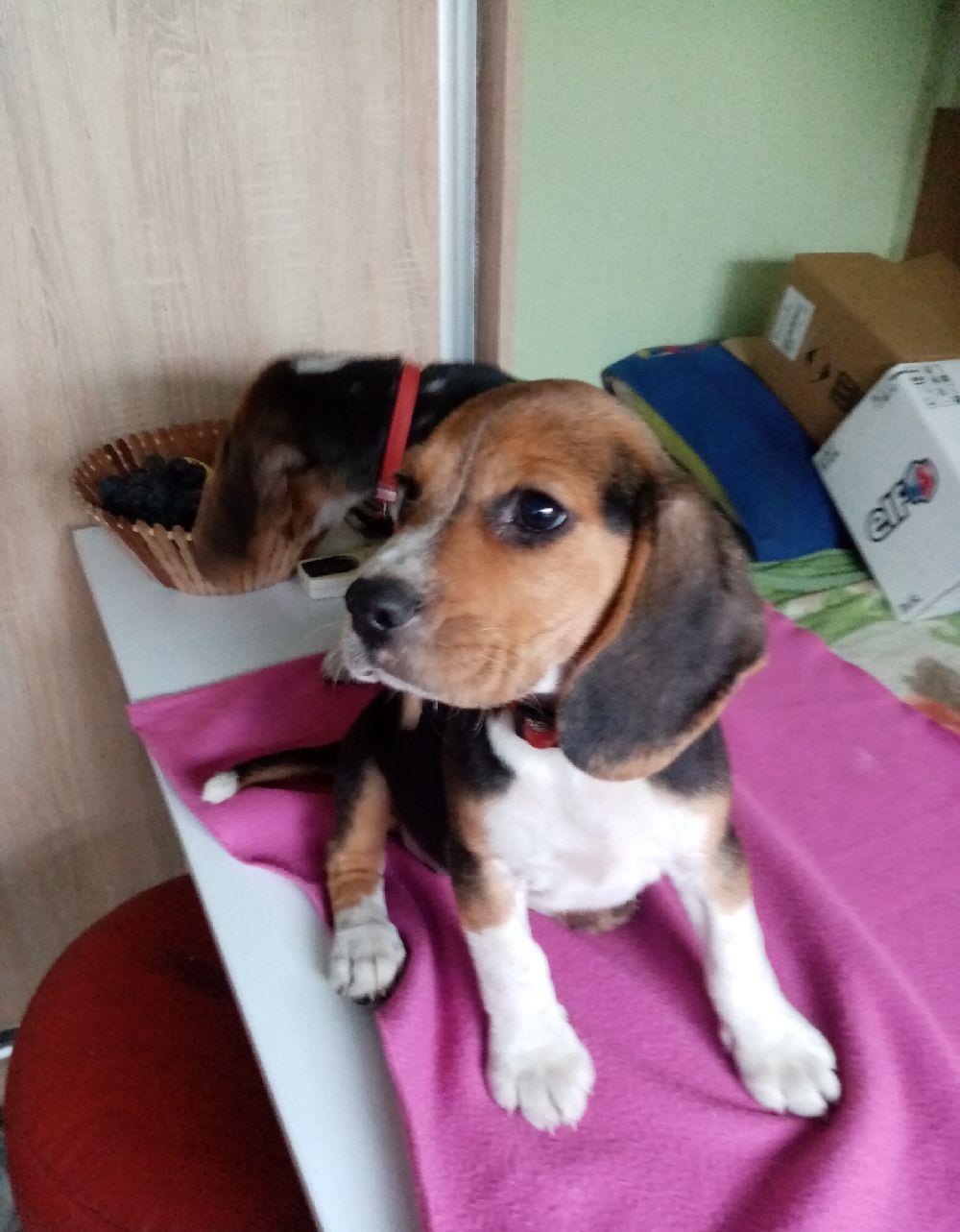 Beagle/Bigal