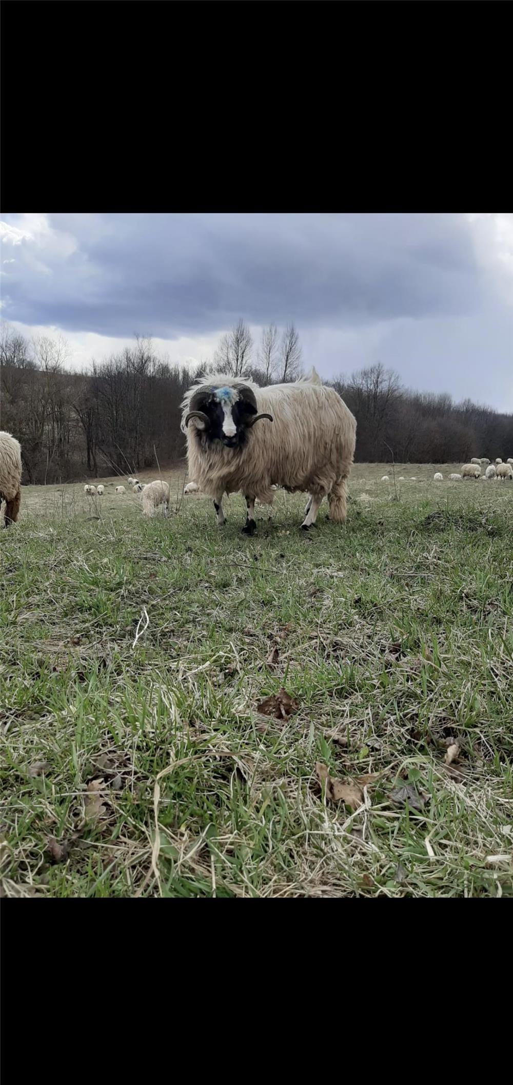 Berbeci de prasila  rasa brezi si sofolk
