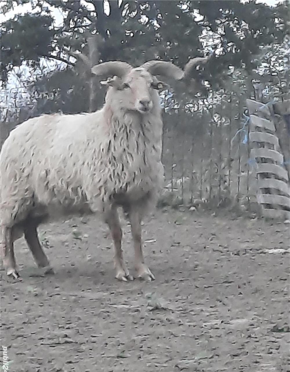 Berbeci ratka de vinzare