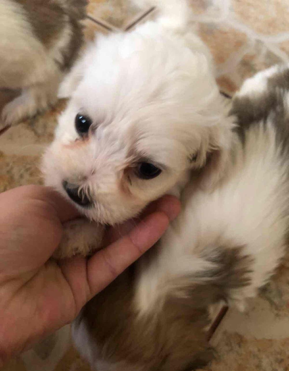 bichon havanesse albi cu pete 500 ron