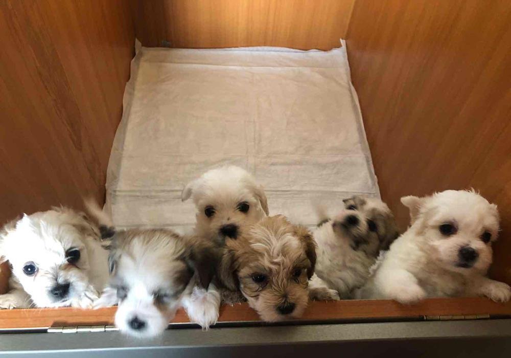 bichon havanesse albi cu pete 500 ron