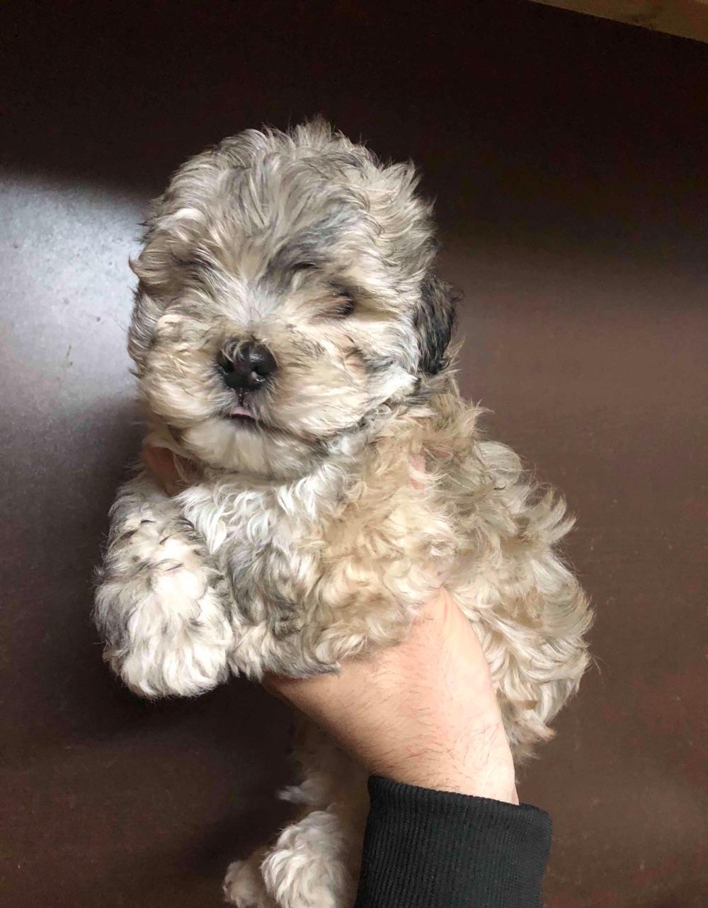 bichon havanesse mascul 2 luni