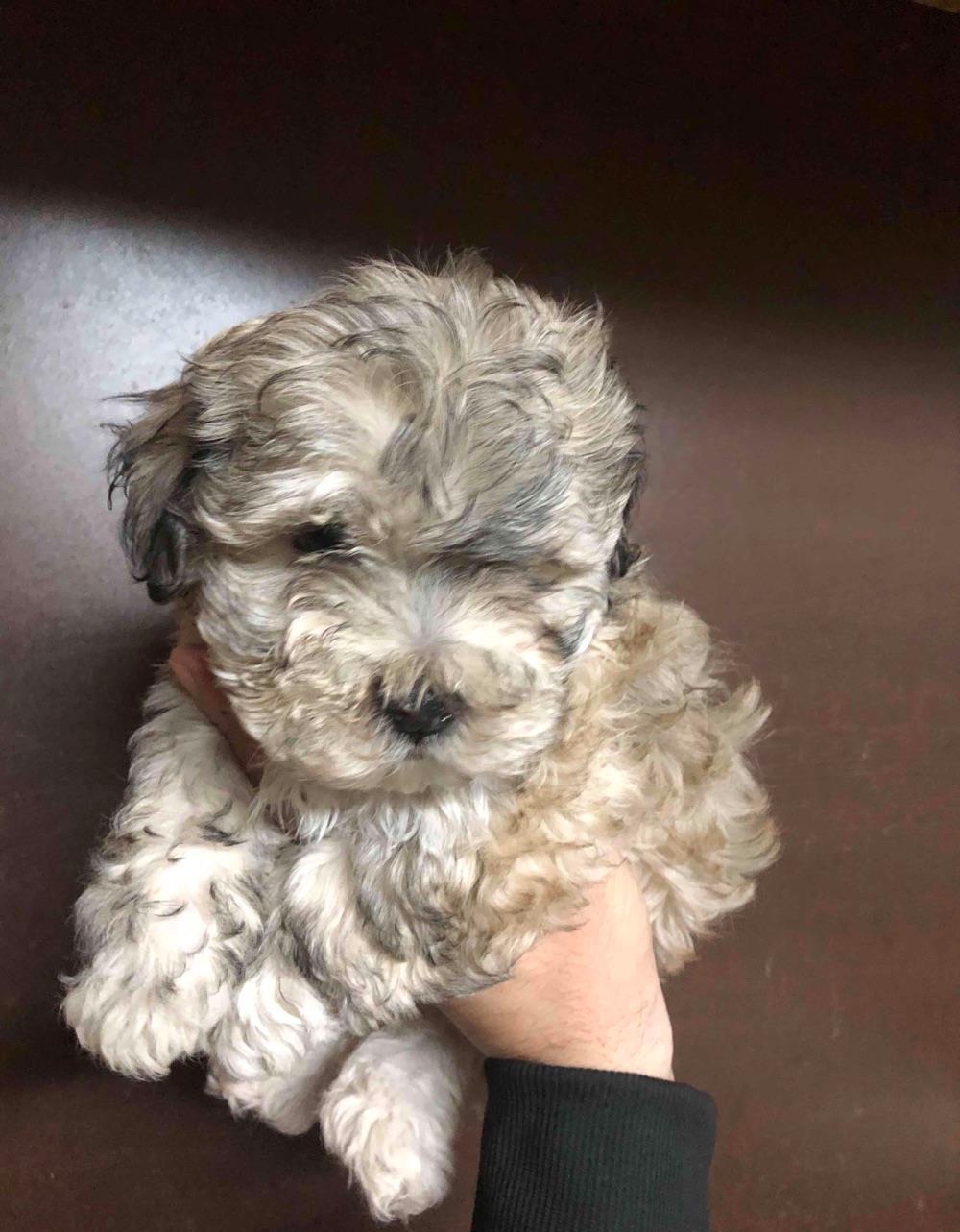 bichon havanesse mascul 2 luni