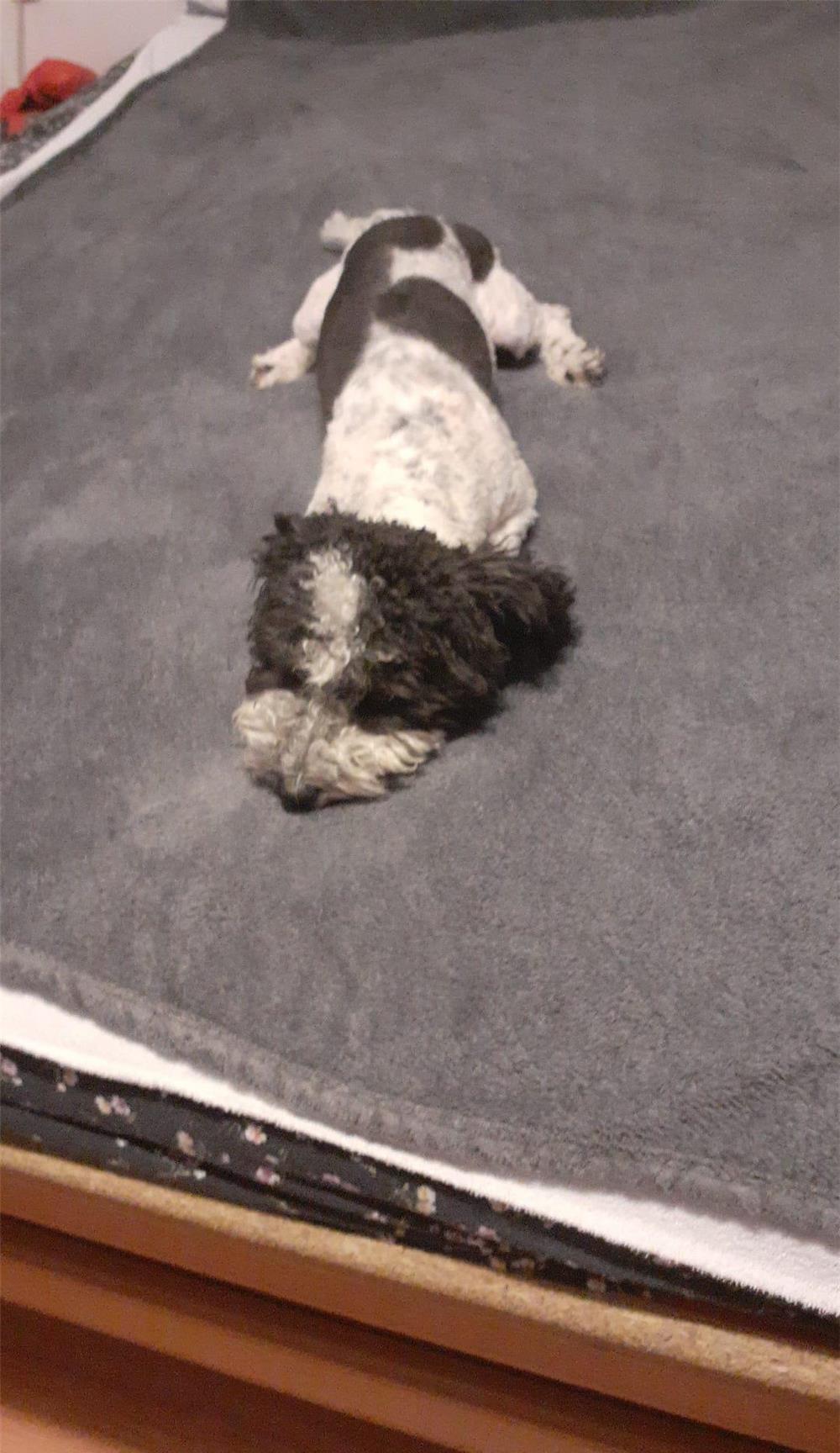 Bichon havanez