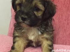 bichon havanez pufosi