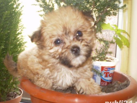 bichon havanez pufosi