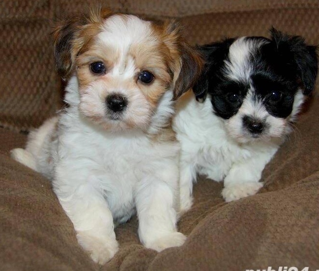 bichon havanez pufosi