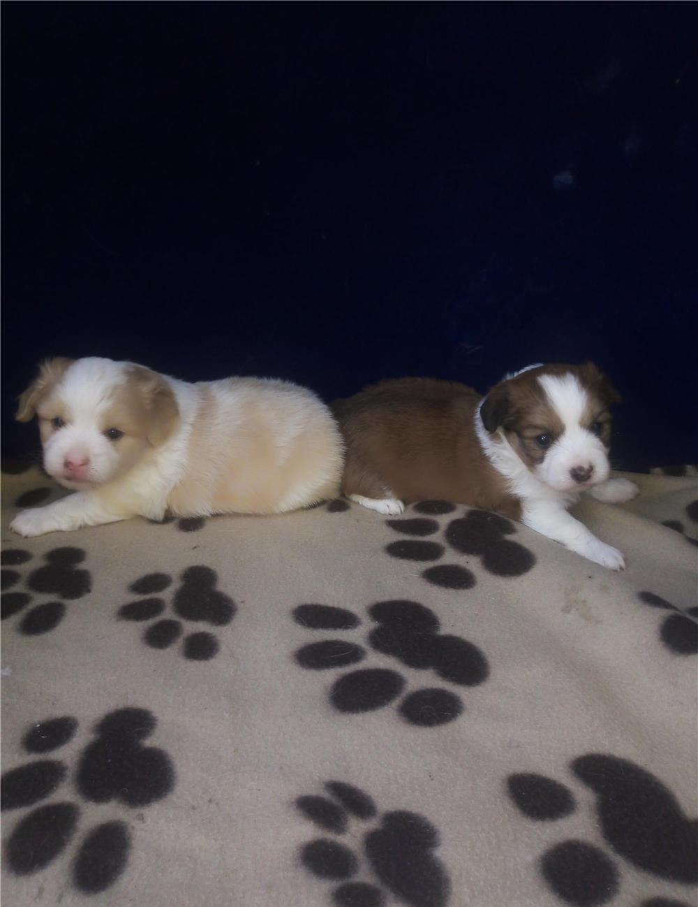 Bichon havanez pui