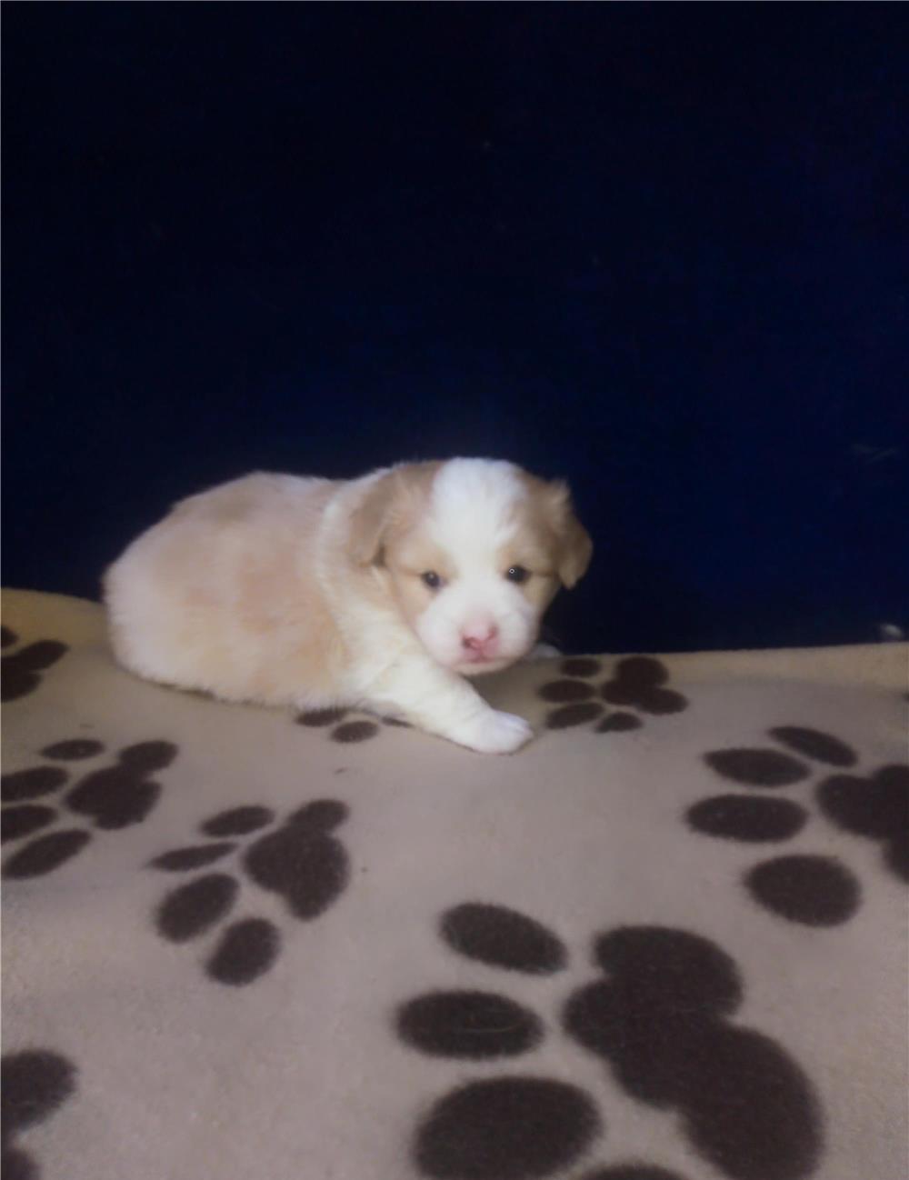 Bichon havanez pui