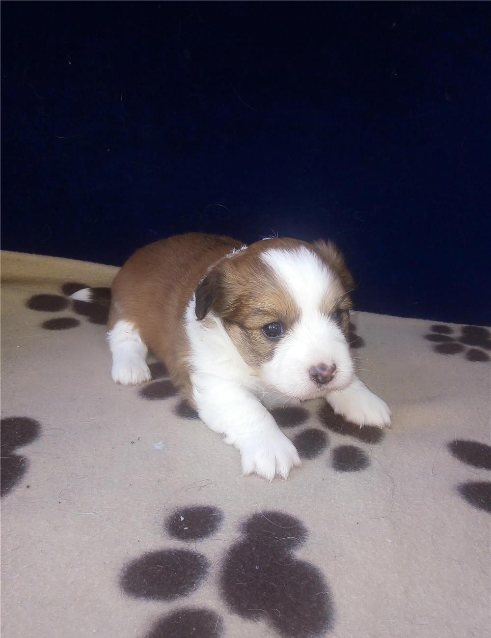 Bichon havanez pui