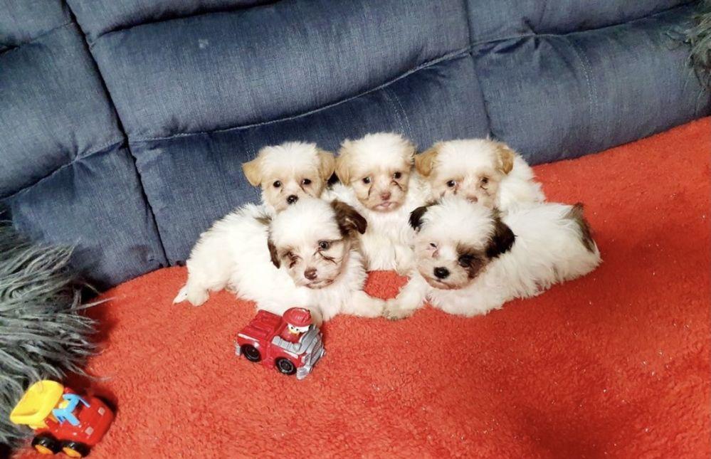Bichon havanez puiuti frumosi
