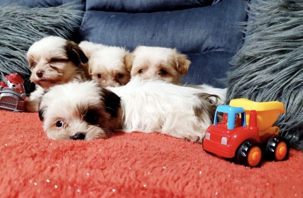 Bichon havanez puiuti frumosi