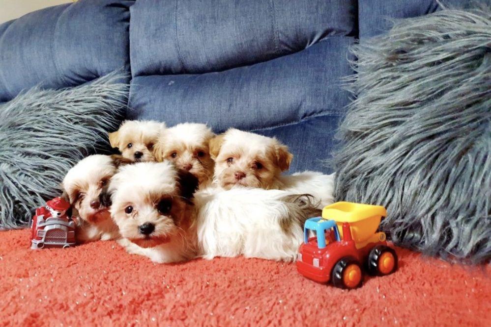 Bichon havanez puiuti frumosi