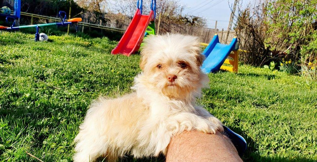 Bichon HAVANEZ toy 4 luni