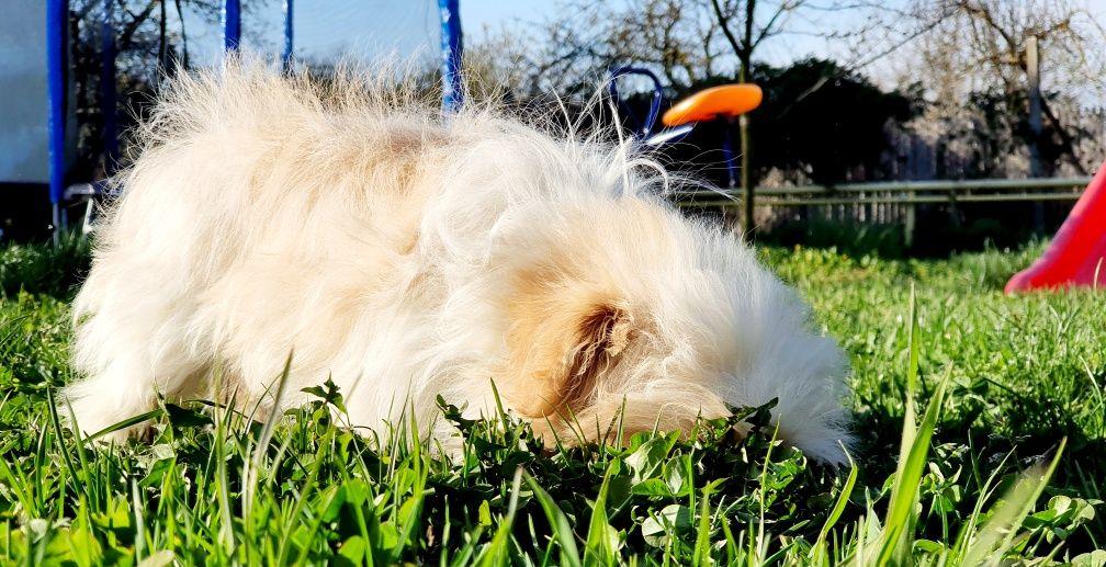 Bichon HAVANEZ toy 4 luni