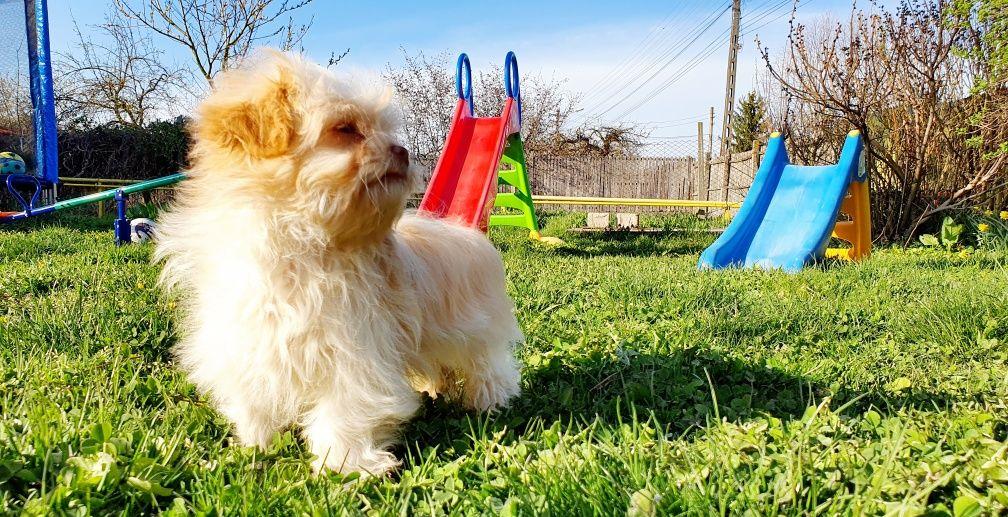 Bichon HAVANEZ toy 4 luni