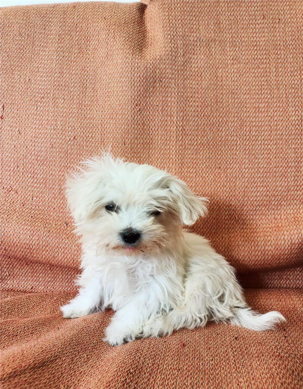 Bichon Maltese