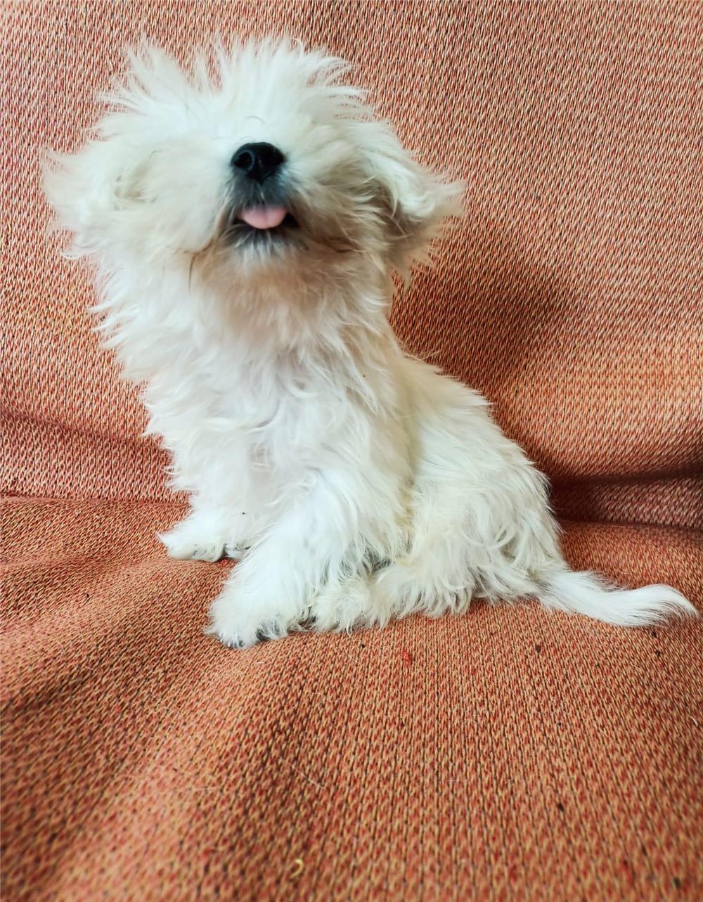 Bichon Maltese