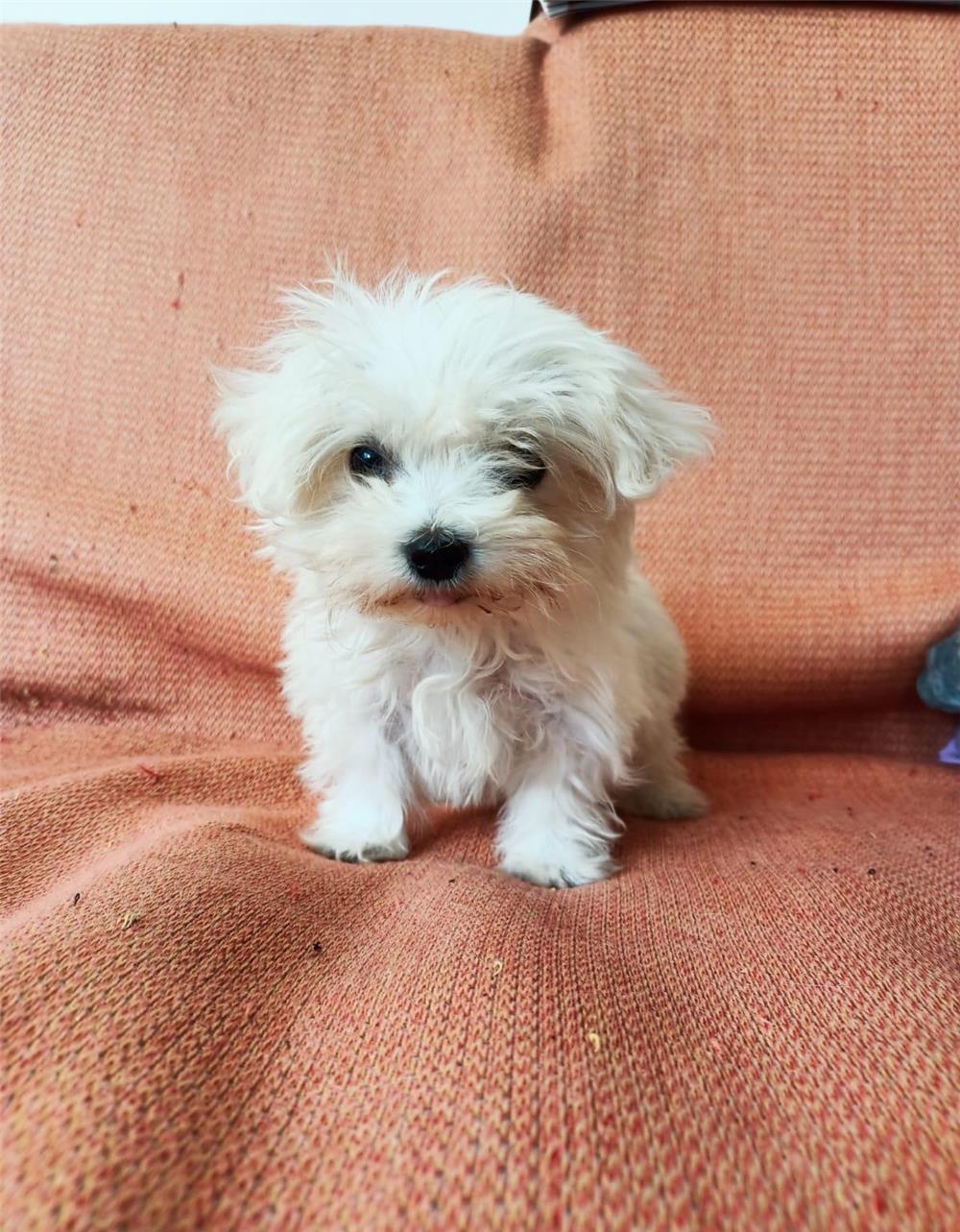 Bichon Maltese