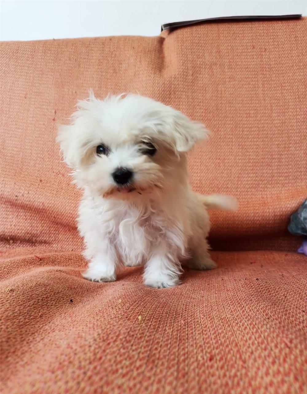 Bichon Maltese