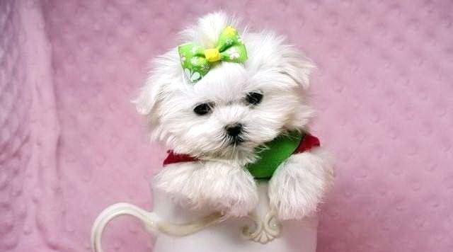 Bichon Maltese - Canisa Autorizata - Livrare  nivel national