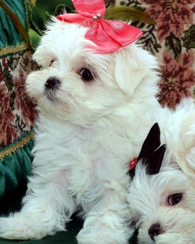 Bichon Maltese - Canisa Autorizata - Livrare  nivel national