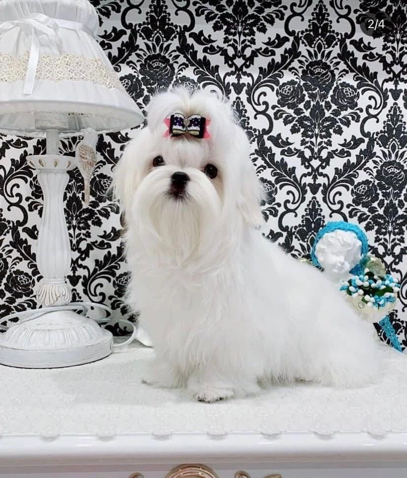 Bichon Maltese - Canisa Autorizata - Livrare  nivel national